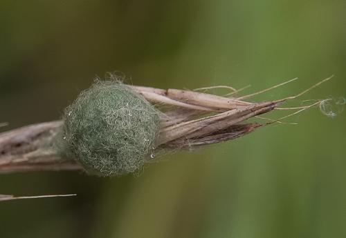 Agalenatea redii